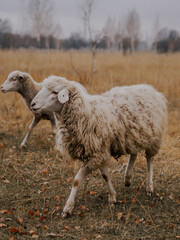 Fototapeta premium White sheep grazing in autumn meadow