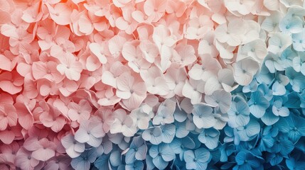 Obraz premium Colorful hydrangea flowers create a stunning gradient effect, transitioning from soft pink at the top to deep blue at the bottom, providing a serene and delicate visual experience