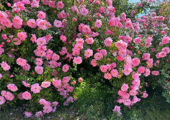 Gorgeous Rose shrub with beautiful pink flowers.