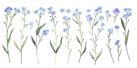 A set of blue forget-me-nots flowers. Hand drawn watercolor illustration.
