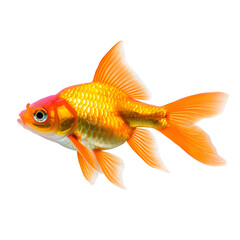 Goldfish isolated on white background