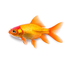 Fototapeta premium Goldfish isolated on white background