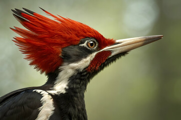Fototapeta premium Ivory-Billed Woodpecker, A striking close-up of a woodpecker, showcasing its vibrant red crest and black-and-white plumage against a blurred green background.