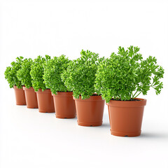 Fototapeta premium A neat row of potted parsley plants, their vibrant green foliage contrasting against terracotta pots on a bright, white surface.