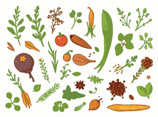 Herbs and Spices Vector Elements for Healthy Cooking