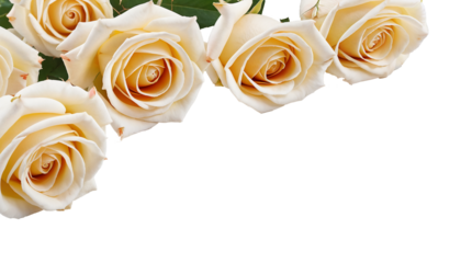 isolated gentle cream colour roses bouquet