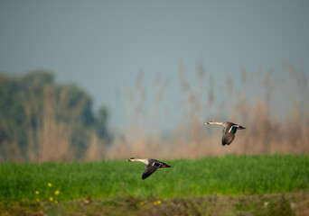 Indian Spot Billed Ducks Flying 