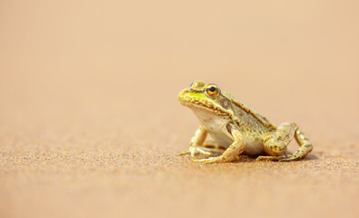 The frog sits on the sand on the shore of the lake. Beautiful wildlife landscape with place for text. The concept of protecting wildlife and ecology.