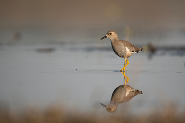 White tailed Lapwing Feeding in Riverside