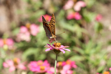 Beautiful flowers in nature