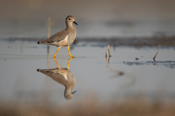 White tailed Lapwing Feeding in Riverside