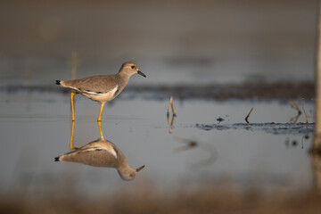 White-tailed lapwing  Feeding in Morning