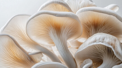  Fine porcini mushrooms.