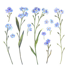 Fototapeta premium A set of blue forget-me-nots flowers. Hand drawn watercolor illustration.