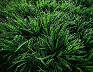 Fondo de pantalla de patron de hierva en alta definición