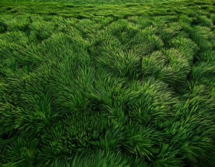 Fondo de pantalla de patron de hierva en alta definición