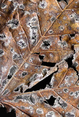 Close up of a dry leaf with extreme vein detail, high contrasts that stand out on a minimalist and dramatic black background.