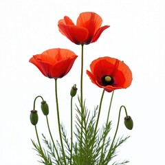 Naklejka premium Three red poppy flowers standing tall isolated on white background. Nature beauty, vibrant elegance. Delicate flora with green buds on thin stems. Floral summer blooming plant for greeting cards,
