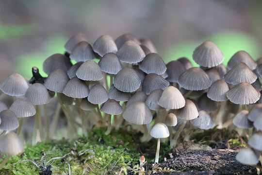 Coprinellus disseminatus, also called Coprinus disseminatus, commonly known as fairy inkcap or trooping crumble cap,, mushroom from Finland