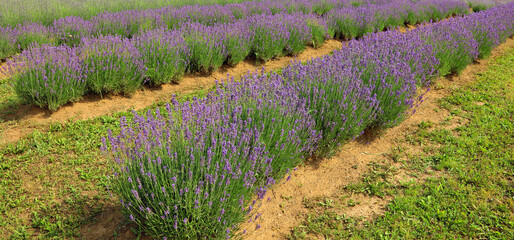 lavender flower bushes in the field to production of perfumes and essential oils