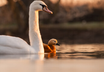 Ruddy Shelduck (Tadorna ferruginea) on the lake at first light of morning