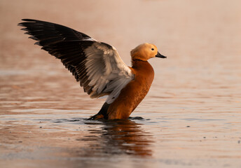 Ruddy Shelduck (Tadorna ferruginea) on the lake at first light of morning