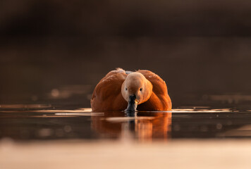 Ruddy Shelduck (Tadorna ferruginea) on the lake at first light of morning