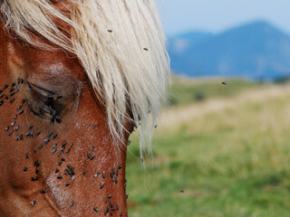 plenty flies sitting and flying around the head of a horse