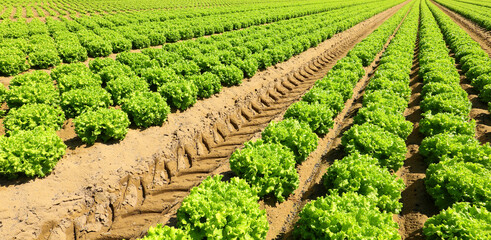 green head of fresh lettuce grown in the cultivated field in summer