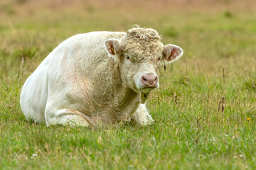 Charolais Bull.  Large, powerful Charolais bull with ring through his nose, lying down in a green wildflower meadow and facing forward.  Horizontal.  Copy space © Moorland Roamer