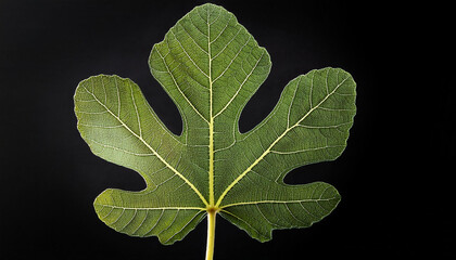 a fig leaf against a black background