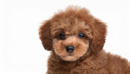 toy poodle puppy portrait on a white background