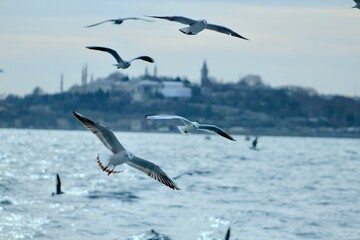 Obraz premium seagulls in flight