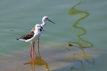 Close up view of Black winged Stilt birds in the lake