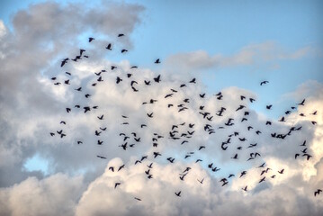 Flock of Crows. Snow Birds Coming To Florida For The Winter.