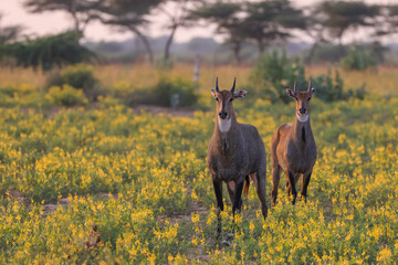 Two Nilgai animals in the wildflower meadow in Rajasthan India