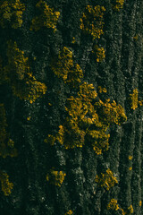 Close-up of tree bark covered in yellow lichen, showing rough texture and natural organic details.
