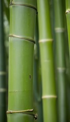 Obraz premium shot fortunate wild bamboo macro background pattern abstract isolated nature tree leaf white garden green japan colours plant tropical border jungle japanese environment chinese growth bamboo