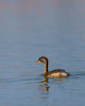 The little grebe bird, also known as dabchick in the lake.