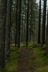 Obraz premium path in forest