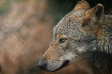 Fototapeta premium Lupo