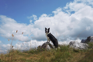 A Border Collie sits on a mountain with a grassy foreground, overlooking a scenic view. The dog...