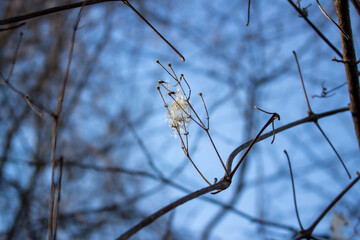 Clematis vitalba in the rays of the winter sun