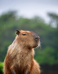 A serene capybara enjoys a moment of calm as raindrops fall softly onto its fur. With a peaceful expression, it gazes upward, becoming one with the surrounding nature