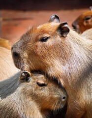Several capybaras are nestled closely together, their fur blending in a warm display of affection. The setting feels peaceful, capturing a tender moment among these gentle creatures
