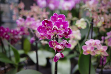 Buying orchids. Closeup orchid flower for sale at the garden center. 