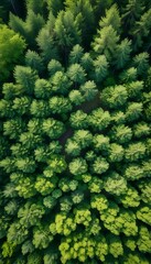 view top summer ng forest spring green plantation tree field young drone view aerial nature forest environment ecology environmental growing country green countryside row scenic growth childcare