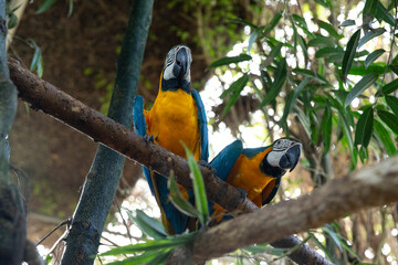 Playful Macaws in a Forest. Environment.Ara Parrots Displaying Vibrant Colors