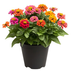 Decorative Potted Zinnia Plant with Bright Orange Flowers Isolated on Transparent Background