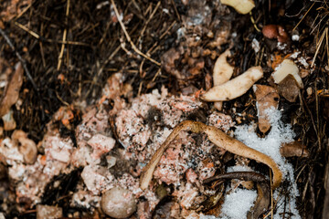 people make compost from food waste, recycle garbage, humus, manure pit, clean fruits and...